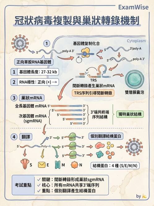 醫檢師 - 冠狀病毒科 - AI 圖文解析預覽