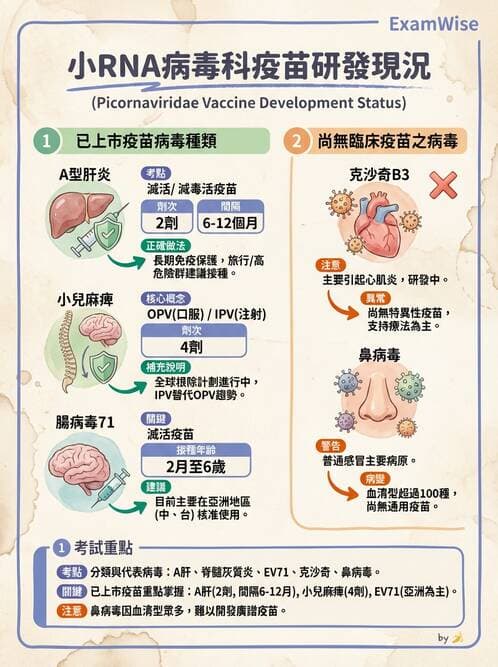 醫檢師 - 小RNA病毒科與腸道病毒 - AI 圖文解析預覽