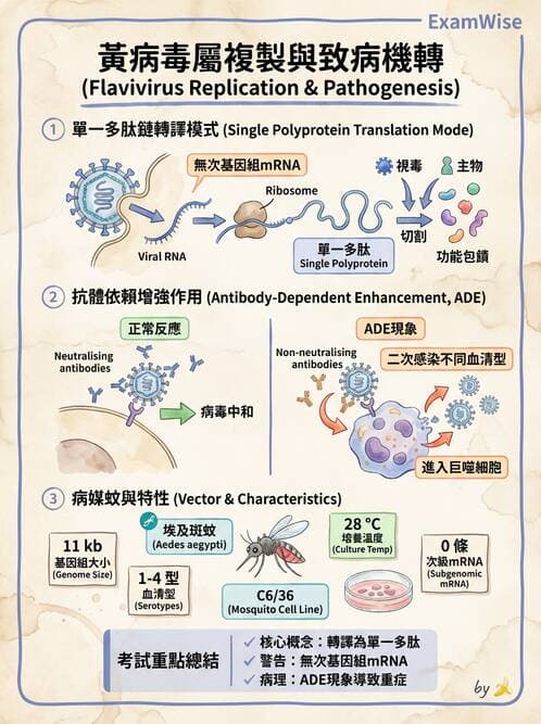 醫檢師 - 黃病毒科與蟲媒病毒 - AI 圖文解析預覽