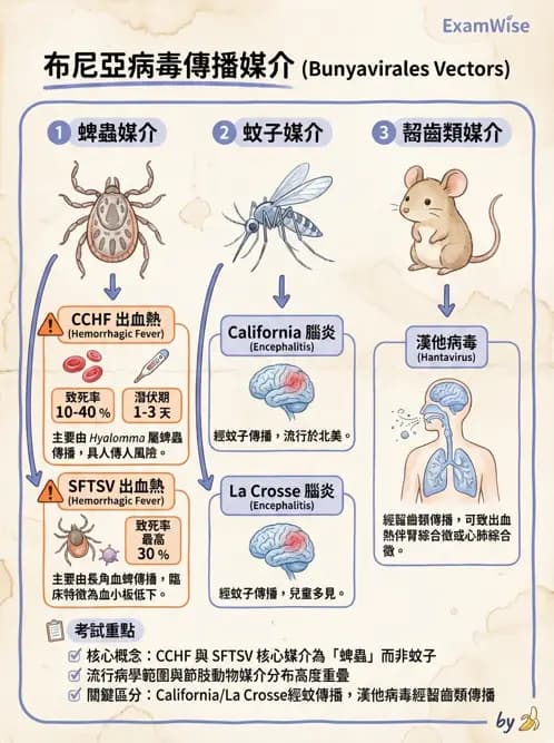 醫檢師 - 其他RNA病毒 - AI 圖文解析預覽