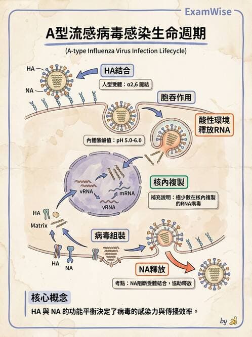 醫檢師 - 正黏液病毒科(流感) - AI 圖文解析預覽