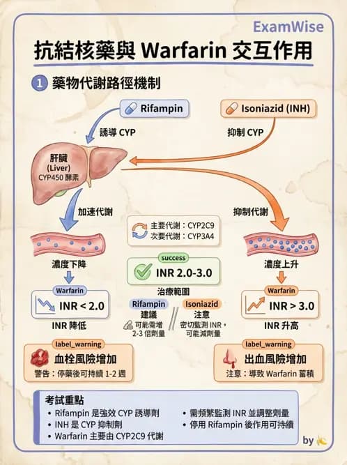 專師 - 抗生素藥理 - AI 圖文解析預覽