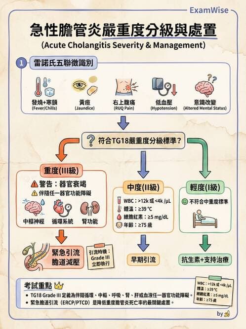 專師 - 膽道與胰臟 - AI 圖文解析預覽