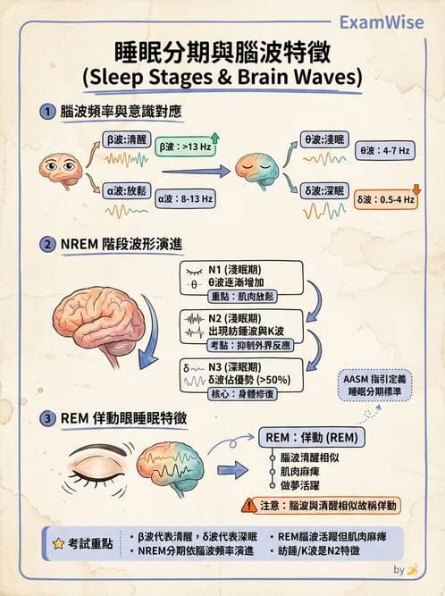 醫檢師 - 腦電圖檢查 - AI 圖文解析預覽