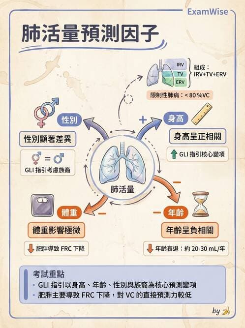 醫檢師 - 肺功能基礎與指標 - AI 圖文解析預覽
