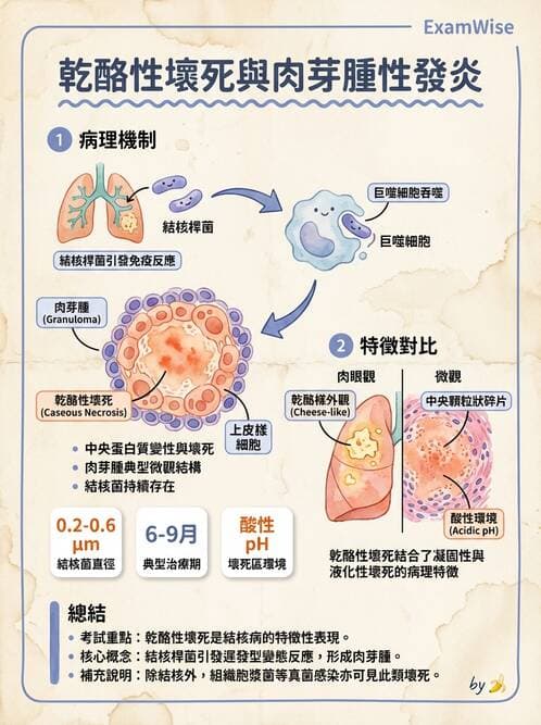 醫檢師 - 感染 - AI 圖文解析預覽