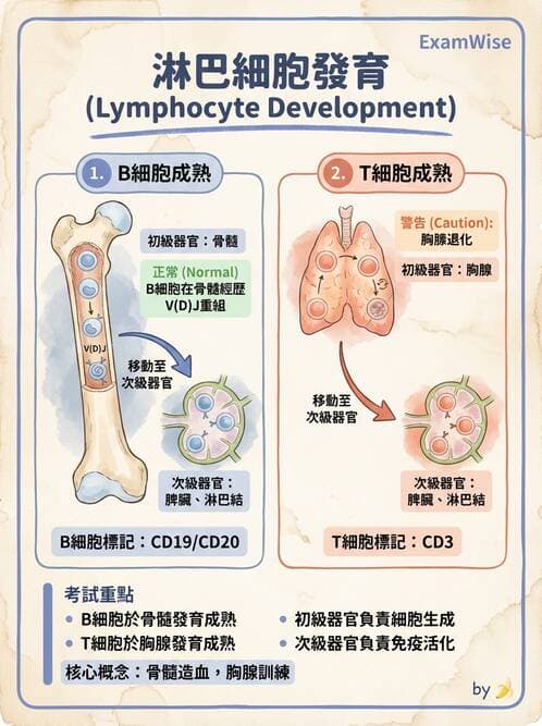 醫檢師 - 免疫疾病 - AI 圖文解析預覽