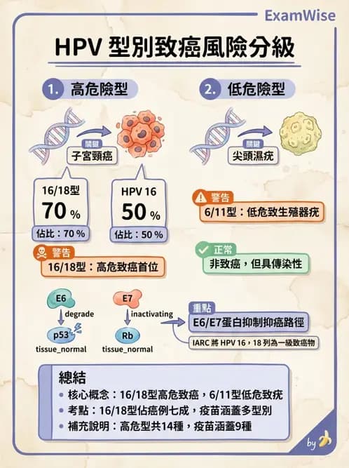 醫檢師 - 乳房及女性生殖疾病 - AI 圖文解析預覽