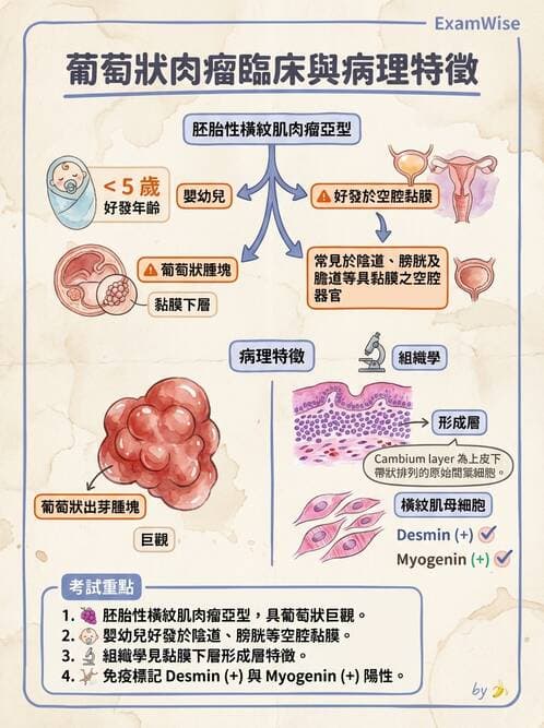 醫檢師 - 乳房及女性生殖疾病 - AI 圖文解析預覽