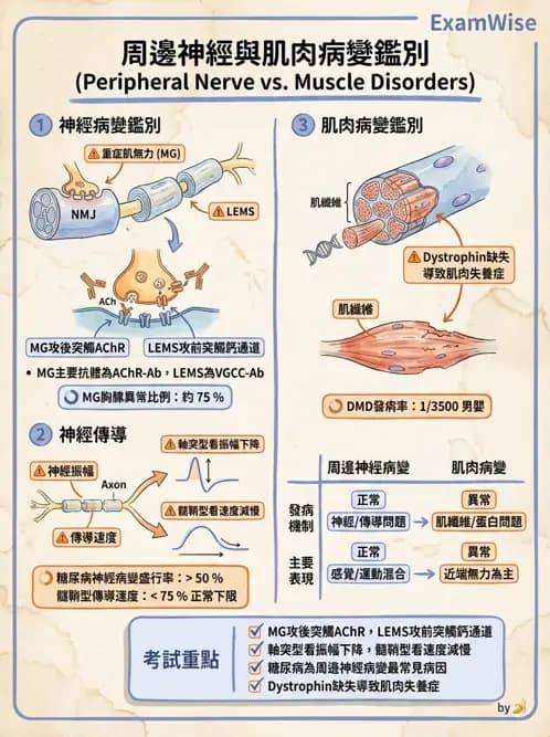 醫檢師 - 神經系統疾病 - AI 圖文解析預覽