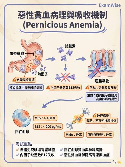 醫檢師 - 貧血診斷與營養缺乏性貧血 - AI 圖文解析預覽