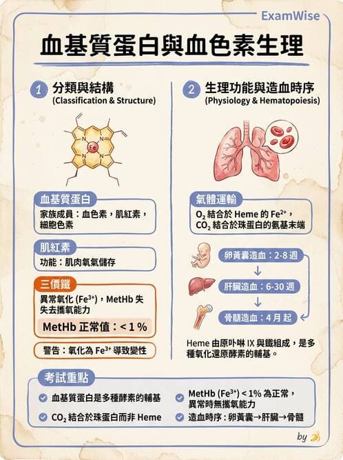 醫檢師 - 紅血球生理與形態 - AI 圖文解析預覽