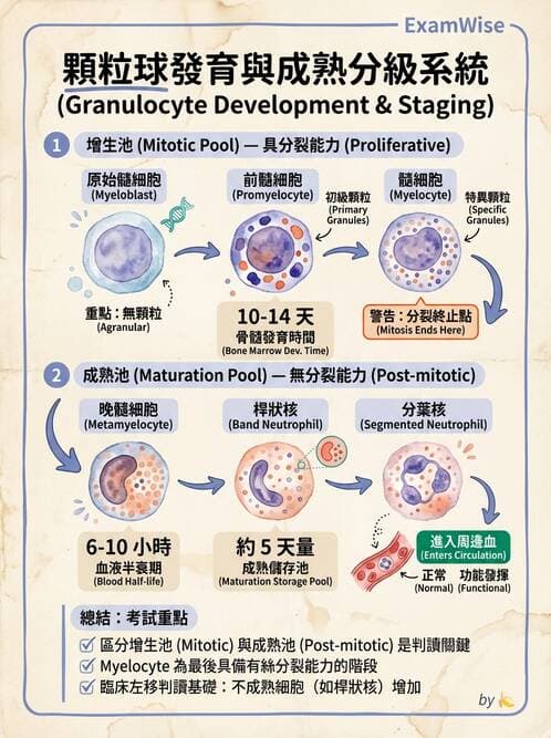 醫檢師 - 白血球生理與形態 - AI 圖文解析預覽