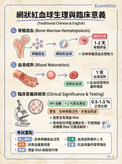 醫檢師 - 貧血診斷與營養缺乏性貧血 - AI 圖文解析預覽