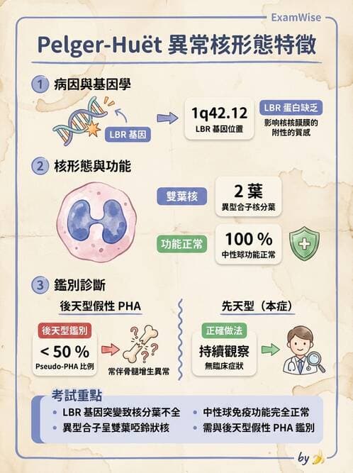 醫檢師 - 淋巴瘤、漿細胞疾病與白血球異常 - AI 圖文解析預覽