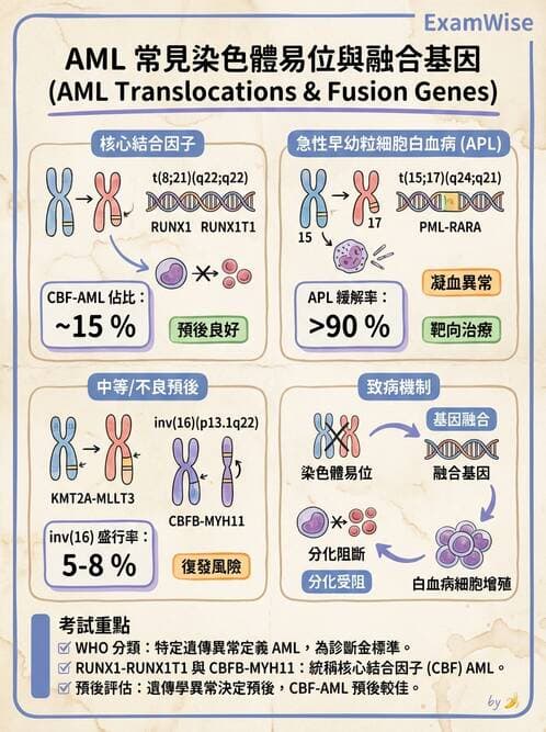醫檢師 - 急性白血病 - AI 圖文解析預覽