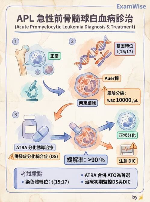 醫檢師 - 急性白血病 - AI 圖文解析預覽