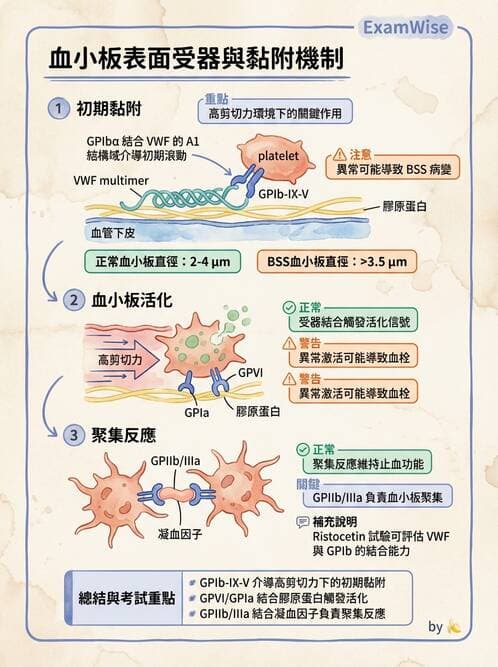 醫檢師 - 血小板與止血生理 - AI 圖文解析預覽