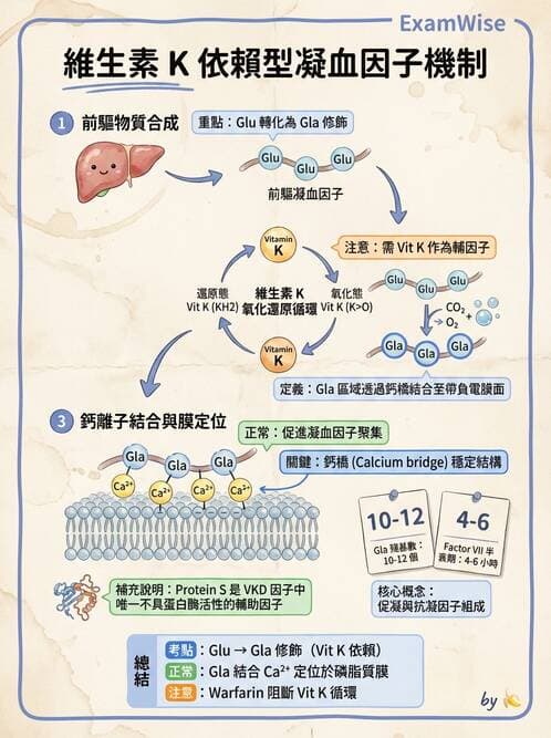 醫檢師 - 凝血因子與凝血檢驗 - AI 圖文解析預覽