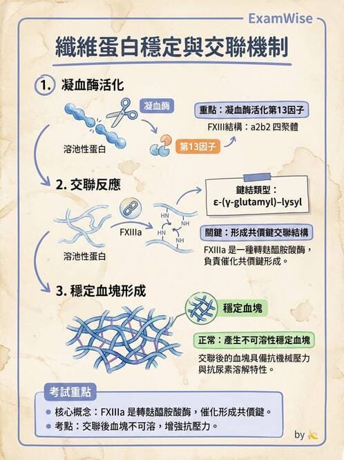 醫檢師 - 凝血因子與凝血檢驗 - AI 圖文解析預覽