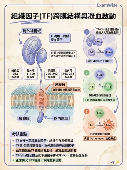 醫檢師 - 凝血因子與凝血檢驗 - AI 圖文解析預覽