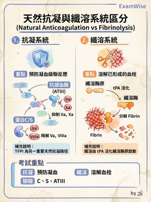 醫檢師 - 凝血因子與凝血檢驗 - AI 圖文解析預覽