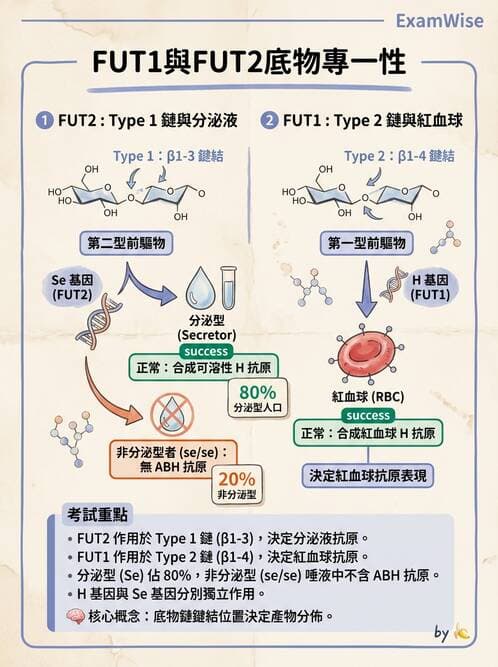 醫檢師 - 紅血球抗原與血型系統 - AI 圖文解析預覽