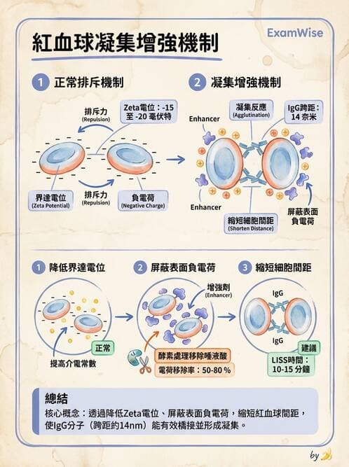 醫檢師 - 血液成分製備與輸血檢查 - AI 圖文解析預覽