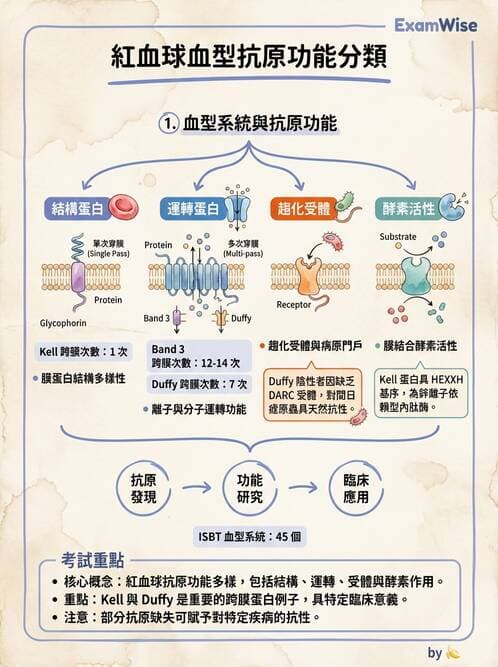 醫檢師 - 紅血球抗原與血型系統 - AI 圖文解析預覽