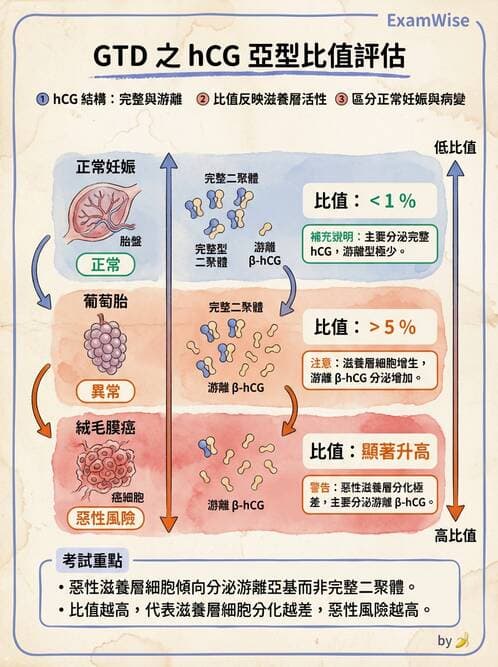 醫檢師 - 懷孕試驗 - AI 圖文解析預覽