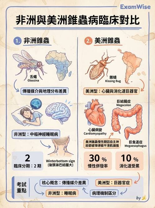 醫檢師 - 寄生蟲檢查-原蟲類 - AI 圖文解析預覽