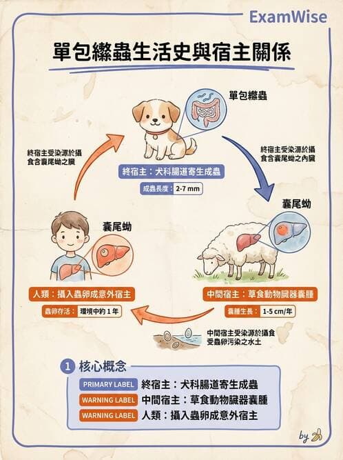 醫檢師 - 寄生蟲檢查-蠕蟲類 - AI 圖文解析預覽