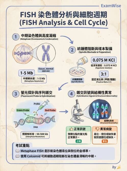醫檢師 - 雜交探針與晶片技術 - AI 圖文解析預覽