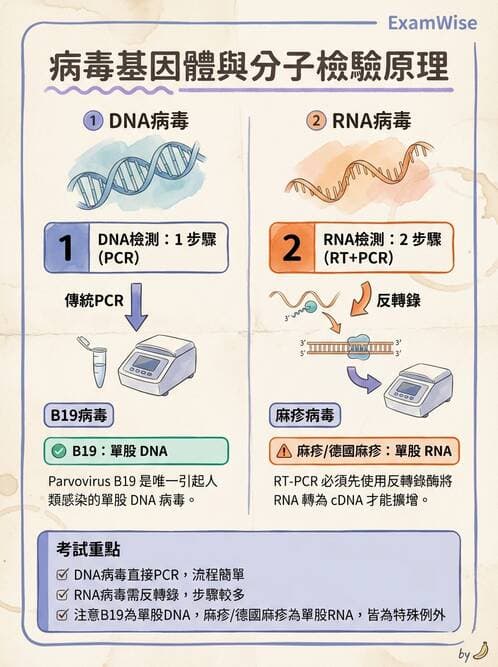 醫檢師 - 感染症分子檢驗 - AI 圖文解析預覽