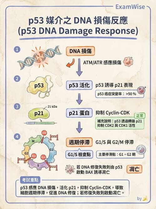 醫檢師 - 藥物相關基因檢測 - AI 圖文解析預覽