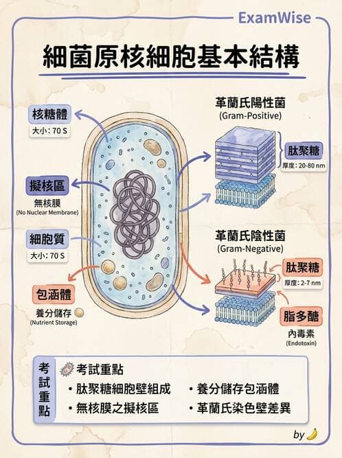 醫檢師 - 實驗室安全與微生物特性 - AI 圖文解析預覽