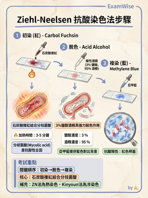 醫檢師 - 分枝桿菌 - AI 圖文解析預覽