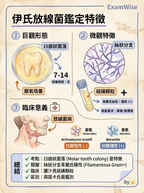醫檢師 - 鏈球菌與其他革蘭氏陽性桿菌 - AI 圖文解析預覽