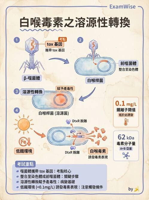 醫檢師 - 鏈球菌與其他革蘭氏陽性桿菌 - AI 圖文解析預覽
