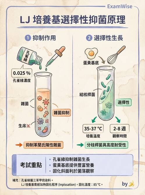 醫檢師 - 分枝桿菌 - AI 圖文解析預覽
