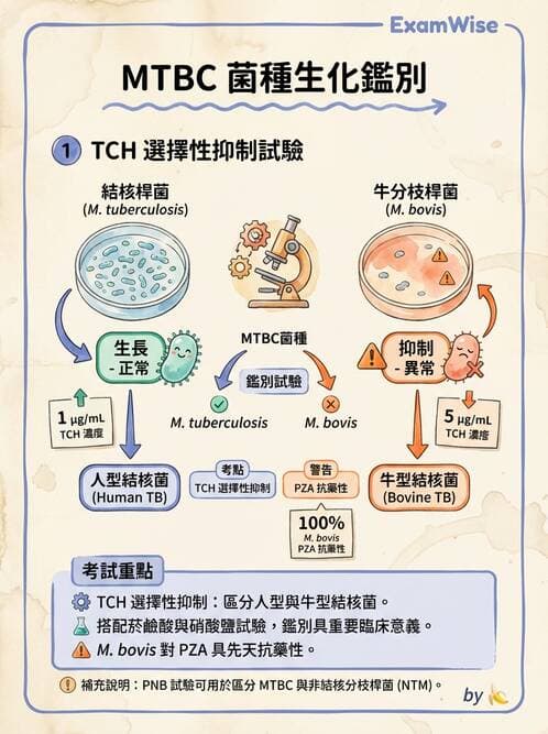 醫檢師 - 分枝桿菌 - AI 圖文解析預覽