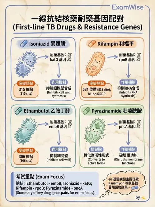 醫檢師 - 分枝桿菌 - AI 圖文解析預覽