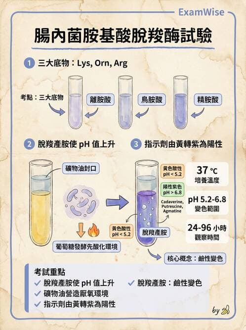 醫檢師 - 腸內菌鑑別方法與培養基 - AI 圖文解析預覽