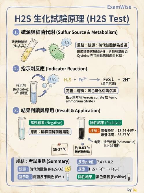 醫檢師 - 腸內菌鑑別方法與培養基 - AI 圖文解析預覽