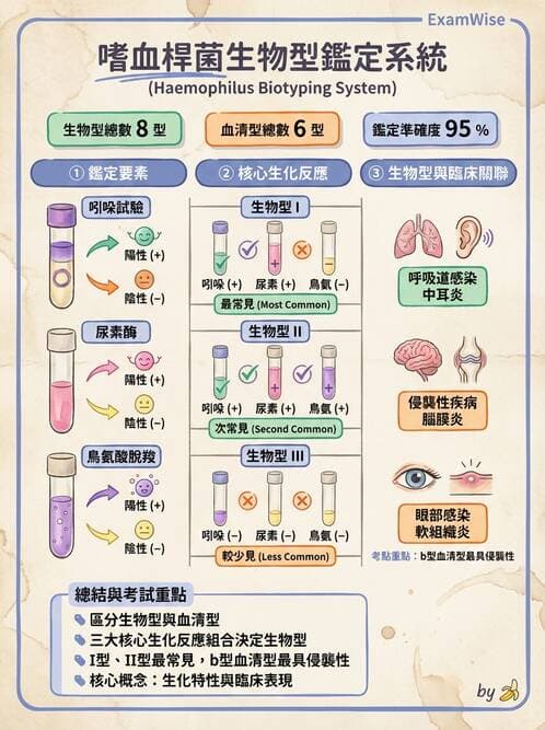 醫檢師 - 奈瑟菌與挑剔性革蘭氏陰性菌 - AI 圖文解析預覽