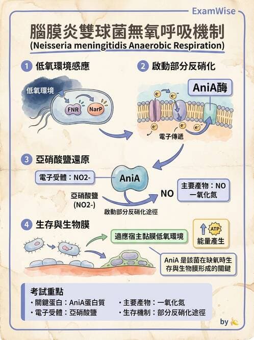 醫檢師 - 奈瑟菌與挑剔性革蘭氏陰性菌 - AI 圖文解析預覽