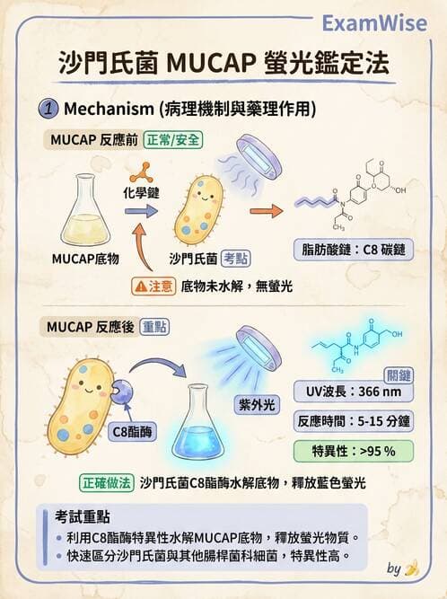 醫檢師 - 主要腸道致病菌 - AI 圖文解析預覽