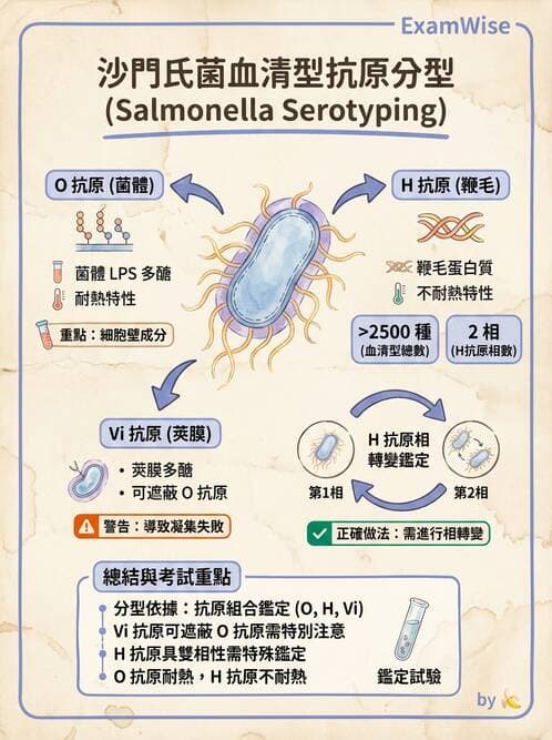 醫檢師 - 主要腸道致病菌 - AI 圖文解析預覽