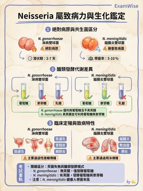醫檢師 - 奈瑟菌與挑剔性革蘭氏陰性菌 - AI 圖文解析預覽