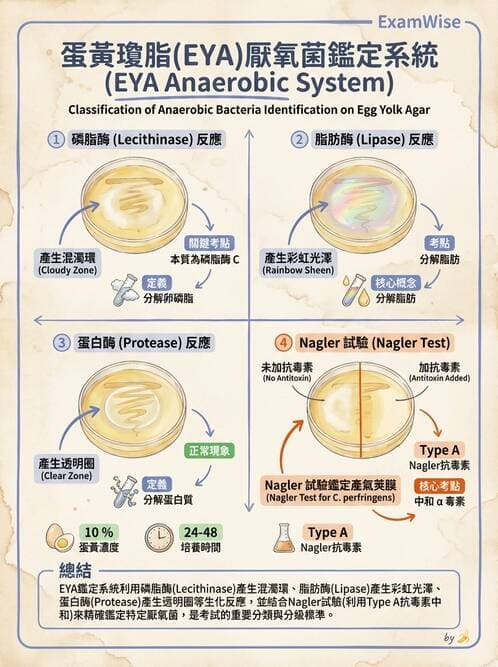 醫檢師 - 厭氧菌 - AI 圖文解析預覽